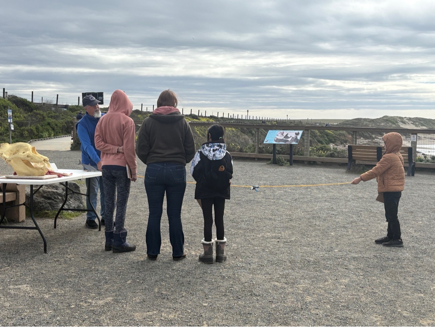 Elephant Seal School Group Program Image